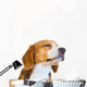 Young Beagle Dog Studio Wall Decal