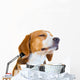 Young Beagle Dog Studio Wall Decal
