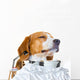 Young Beagle Dog Studio Wall Decal