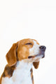 Young Beagle Dog Studio Wall Decal