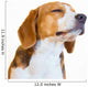 Young Beagle Dog Studio Wall Decal
