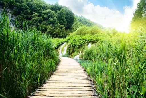 Wood Way Deep Forest Wall Decal