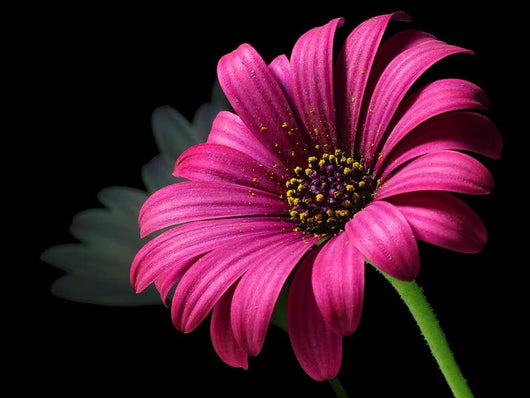 Purple Daisy Wall Decal