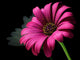 Purple Daisy Wall Decal
