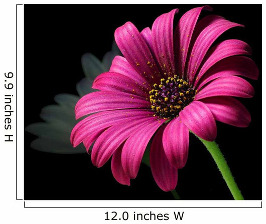 Purple Daisy Wall Decal