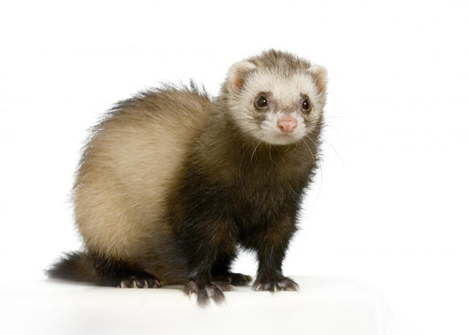 Furet 2 Wall Decal