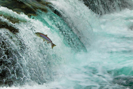 Salmon Jumping Waterfall Alaska Wall Decal