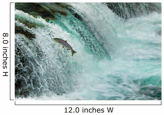 Salmon Jumping Waterfall Alaska Wall Decal