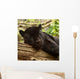 Sleeping Black Jaguar Wall Decal