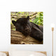 Sleeping Black Jaguar Wall Decal