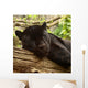 Sleeping Black Jaguar Wall Decal