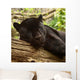 Sleeping Black Jaguar Wall Decal