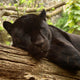 Sleeping Black Jaguar Wall Decal