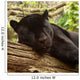 Sleeping Black Jaguar Wall Decal