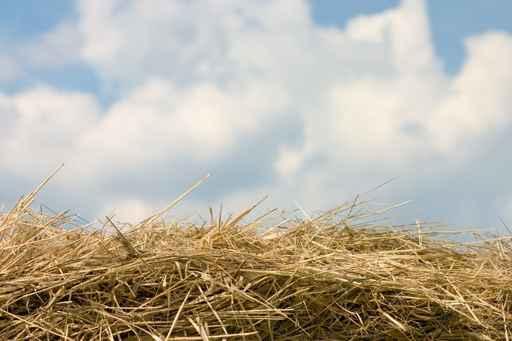 Horizon from Hay Wall Decal