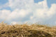 Horizon from Hay Wall Decal