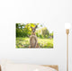 Kangaroo Open Field Wall Decal