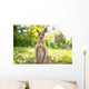Kangaroo Open Field Wall Decal