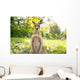 Kangaroo Open Field Wall Decal