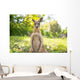 Kangaroo Open Field Wall Decal