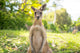 Kangaroo Open Field Wall Decal