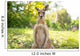 Kangaroo Open Field Wall Decal