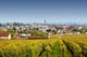 Meursault Wall Decal