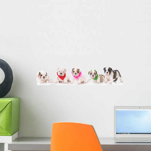 Litter Bulldog Puppies Wall Decal Panoramic Wall Decal