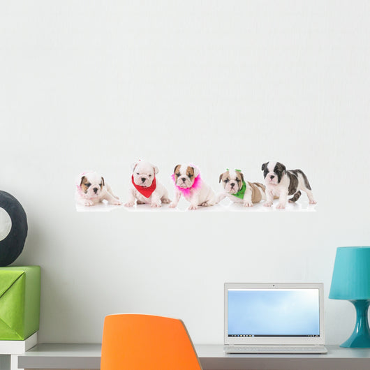 Litter Bulldog Puppies Wall Decal Panoramic Wall Decal