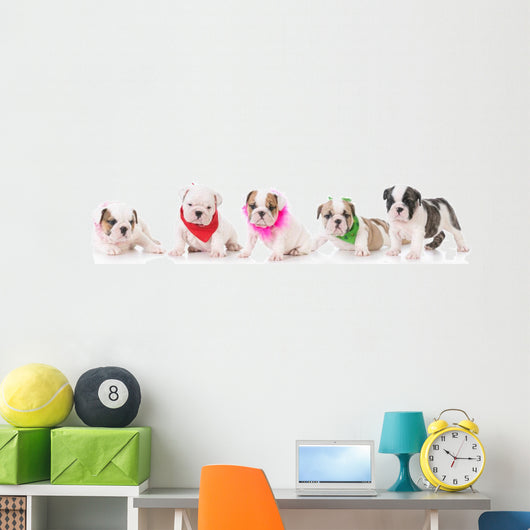 Litter Bulldog Puppies Wall Decal Panoramic Wall Decal