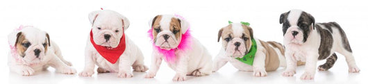 Litter Bulldog Puppies Wall Decal Panoramic Wall Decal