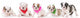 Litter Bulldog Puppies Wall Decal Panoramic Wall Decal