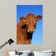Cow Wall Decal