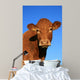 Cow Wall Decal