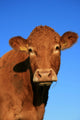 Cow Wall Decal