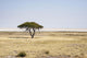 Etosha African National Park Wall Decal