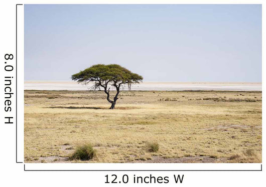 Etosha African National Park Wall Decal