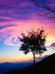 Beautiful Gradated Tree Sunset Wall Decal