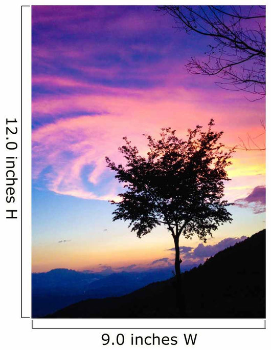 Beautiful Gradated Tree Sunset Wall Decal