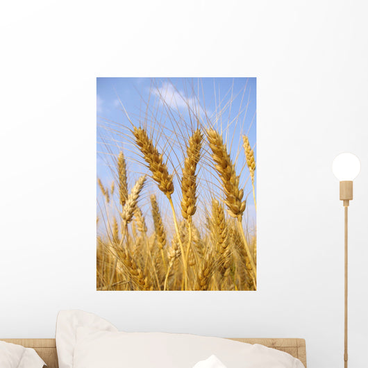 Wheat before Harvest Wall Decal