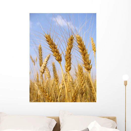 Wheat before Harvest Wall Decal