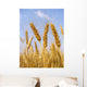 Wheat before Harvest Wall Decal