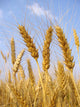 Wheat before Harvest Wall Decal