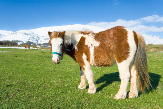 Pony Alto Campoo Cantabria Wall Decal