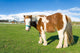 Pony Alto Campoo Cantabria Wall Decal