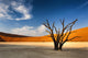 Dead Tree Namibia Desert Wall Decal