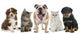 Group Pets Wall Decal