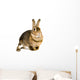 Hare Alert Wall Decal