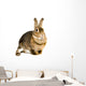 Hare Alert Wall Decal