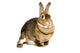 Hare Alert Wall Decal